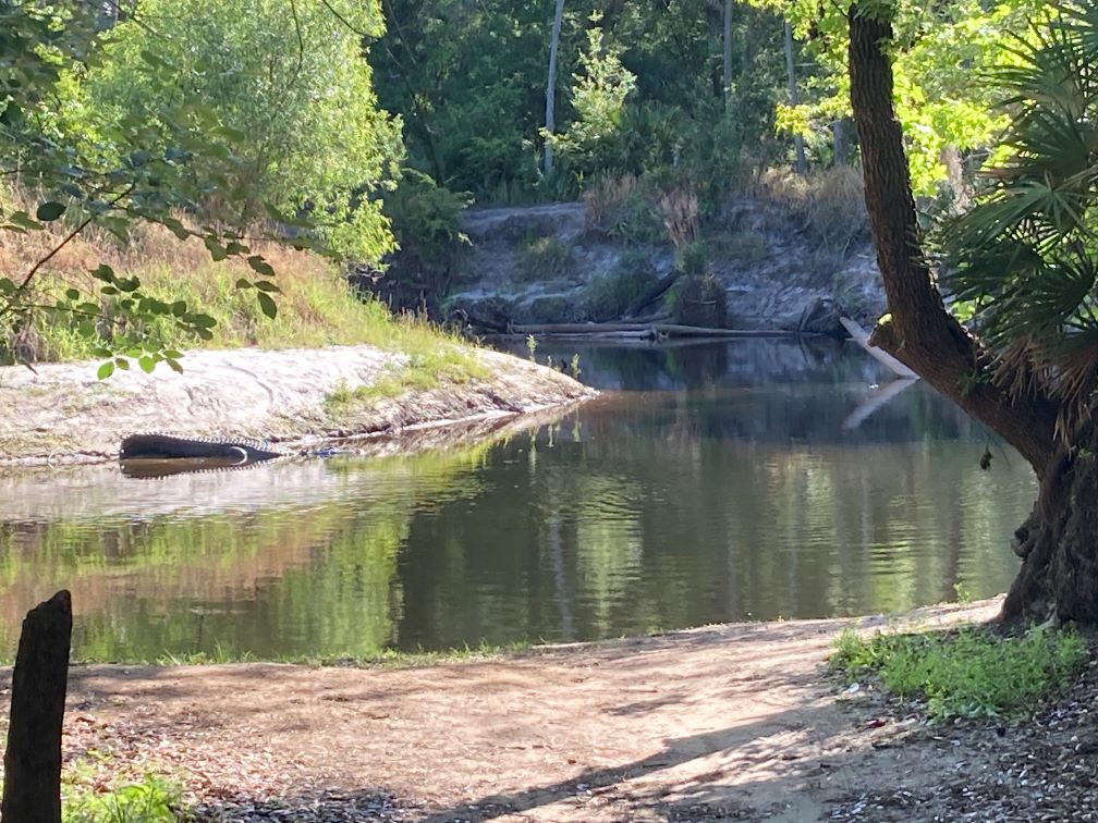 When evaluating your staycation ideas and options, beware of gators lingering on the trails.