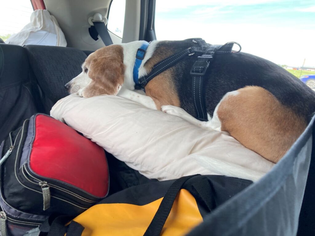 The Budget Beagle would have preferred cruising in a camper, but it wasn't in our road trip budget.