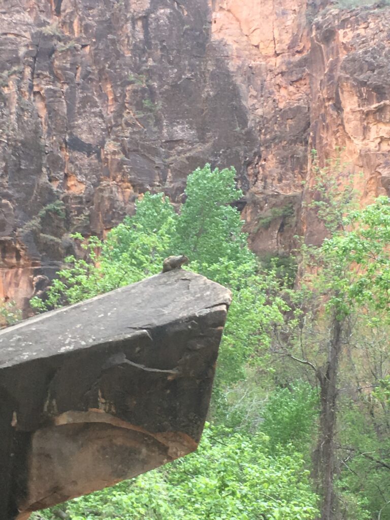 Zion squirrels sure know how to eat well on a budget.