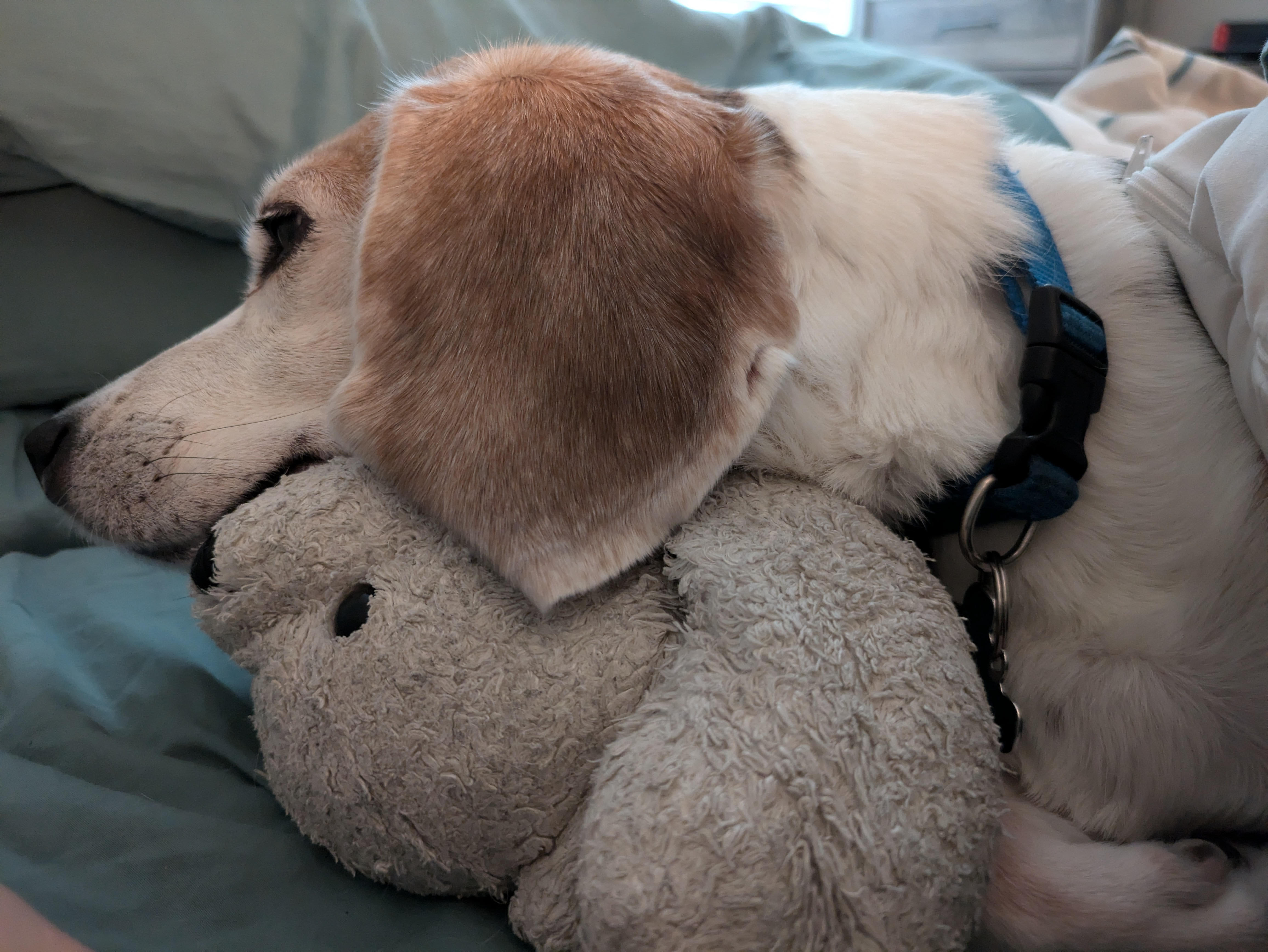 Things you save in a fire: pets and sentimental items, featuring my beagle and her teddy bear.